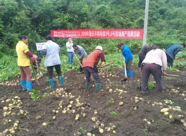 山东滕州土豆价格最新动态分析